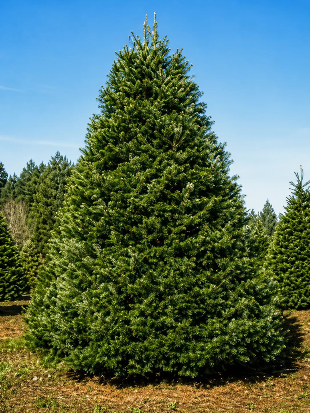 Grand Fir
