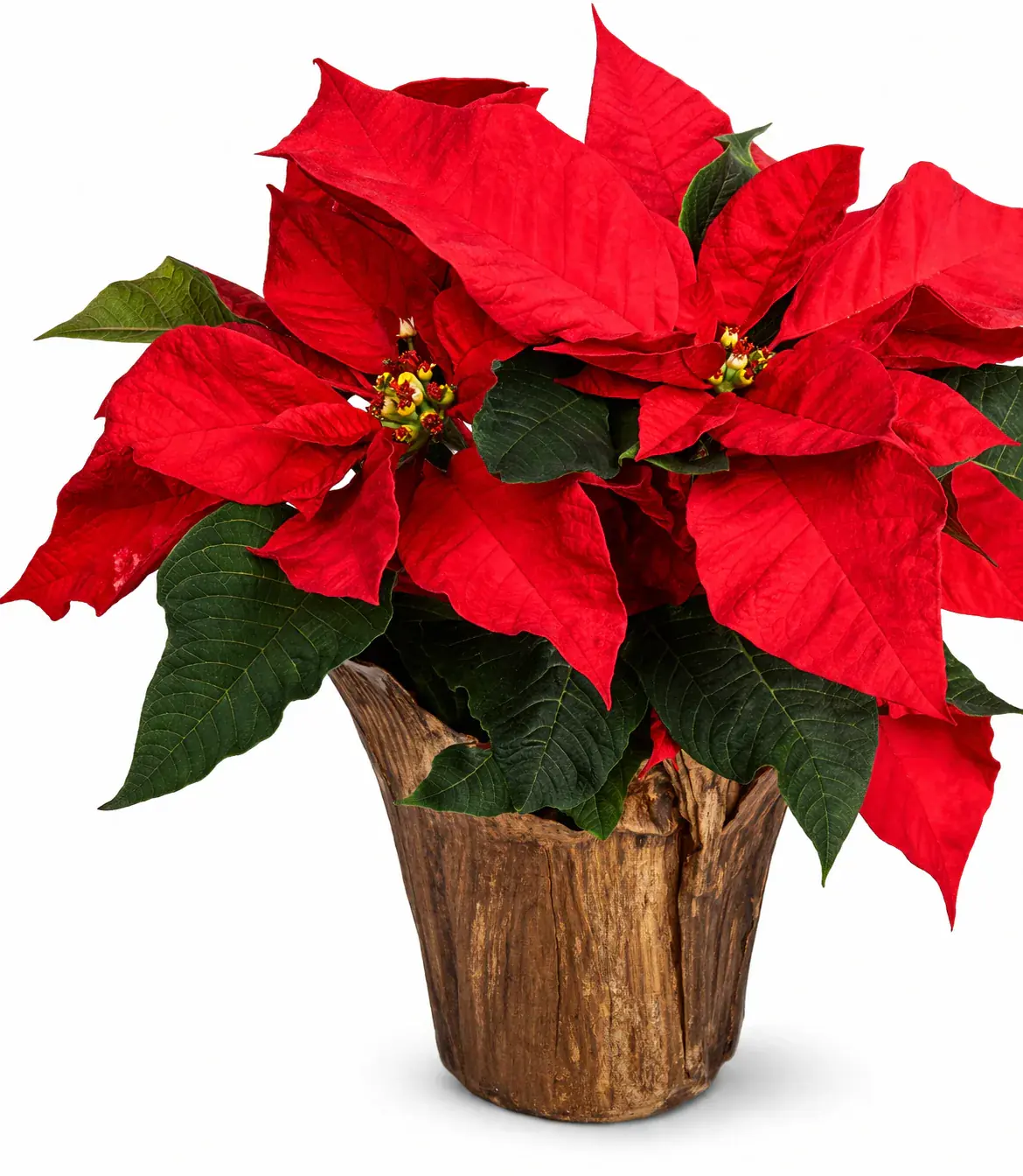Poinsettias