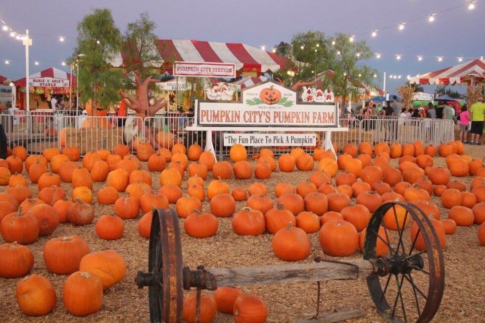 About Pumpkin City Pumpkin Farm